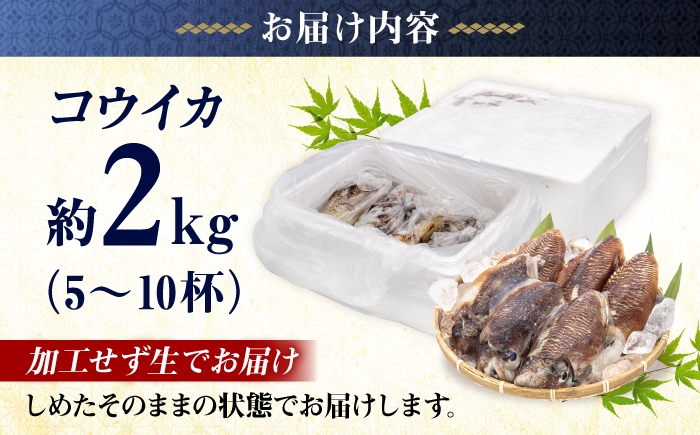 地域おこし協力隊OBの漁師が、築上町の海の幸をお届けします。