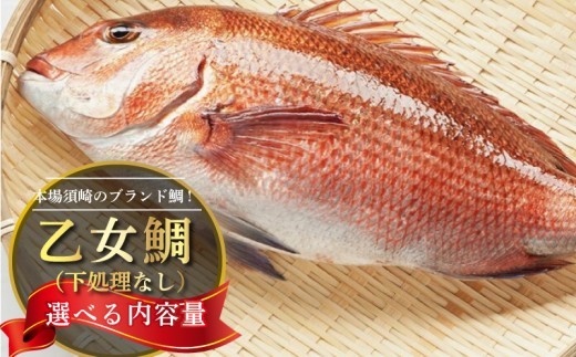 
                  【 スピード配送 】鯛 選べる 容量 まるごと 1 ～ 2尾 ( 1kg ～ 2.5kg ）下処理なし 産地直送 高知県 乙女鯛 小島水産 ブランド鯛 真鯛 新鮮 魚 鮮魚 ブランド 尾頭付き 刺身 お刺身 鯛めし 鯛鍋 鯛しゃぶ パエリア 高知県 須崎市 お祝い 贈答 ギフト 年賀 お中元 お歳暮 お食い初め 父の日 母の日 敬老の日 KS019_xALL
                