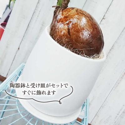 ふるさと納税 糸島市 ココヤシ糸島市/cocoha[AWB012]観葉植物グリーンインテリア |  | 02