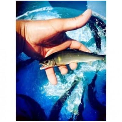 ふるさと納税 近江八幡市 滋賀県産 鮎　琵琶湖産 わかさぎ　一夜干しセット |  | 01
