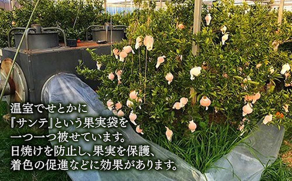 化粧箱 柑橘の大トロ ハウス せとか 厳選 大玉 6玉入