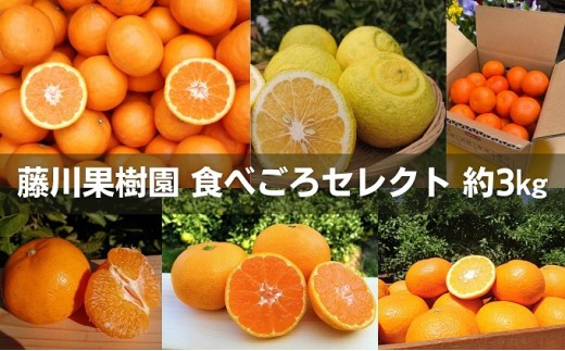 
                  フジカワ果樹園スタッフの目利きセレクト！彩り中晩柑　約3kg 果物類 みかん 柑橘類 フルーツ 
                