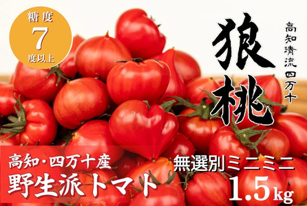 【先行予約／2026年2月下旬から発送】四万十育ち「狼桃」 糖度7度以上 無選別ミニミニ（約1.5kg） Fdf-13 フルーツ トマト とまと 野菜 数量限定 期間限定