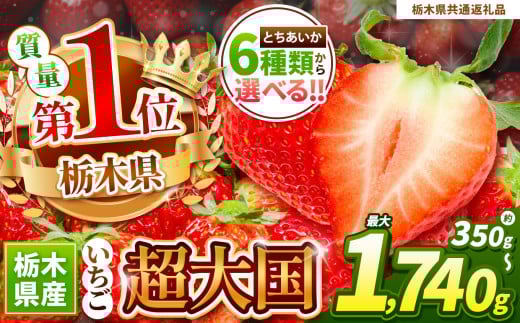 【栃木県共通返礼品】とちあいか３L以上ホール詰め | いちご日本一 応援  とちあいか 食べ比べ 数量 限定 共通 返礼品 ストロベリー 人気 果物 フルーツ 限定品種  栃木県 特産品 下野市 送料無料