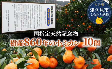 【先行予約】国指定天然記念物 尾崎小 みかん 先祖木の小みかん | 津久見市