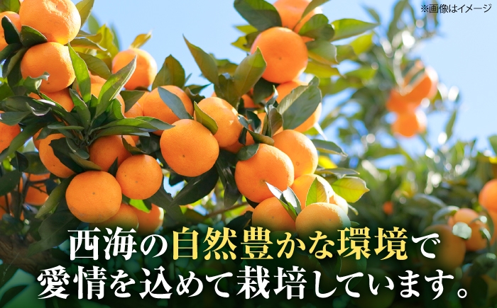 みかん 5kg