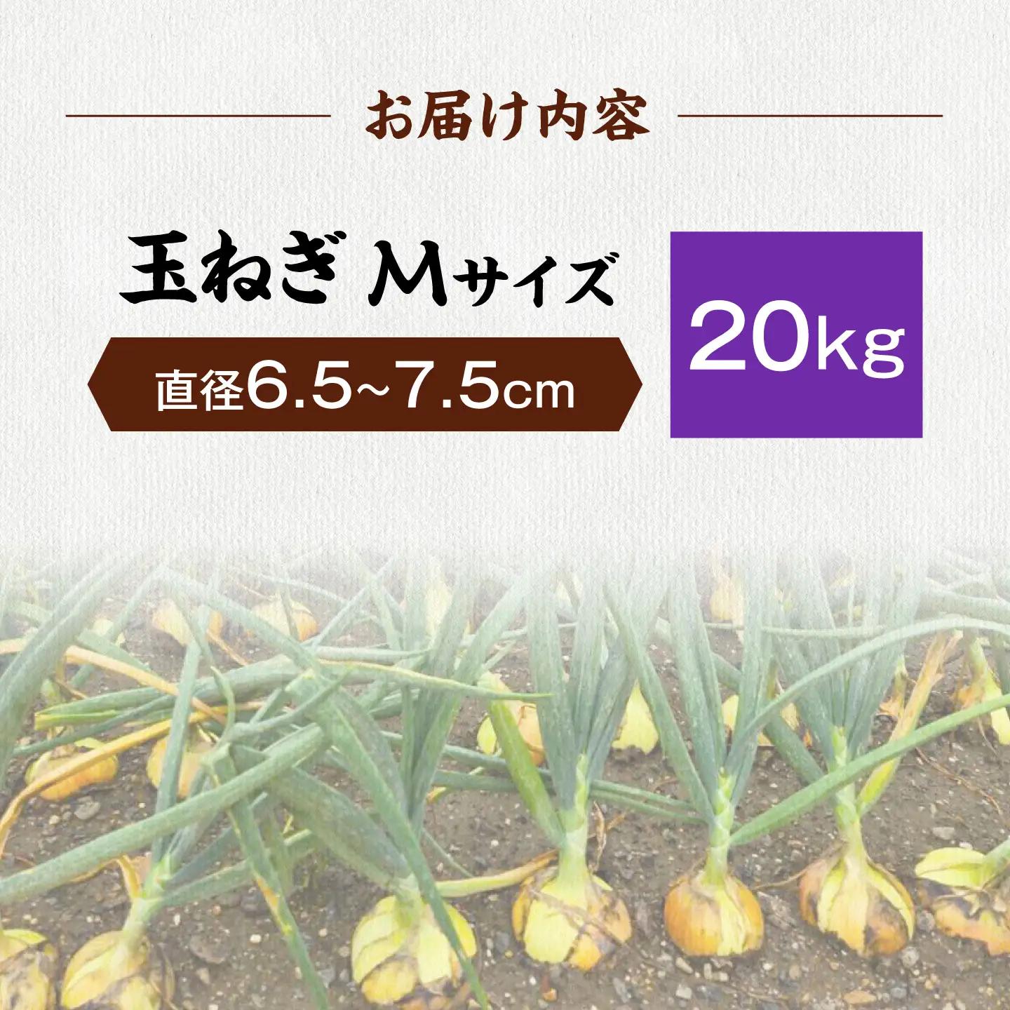 玉ねぎ20kg（Mサイズ）[AQDZ014]玉ねぎ