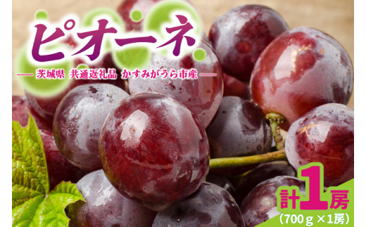 ピオーネ 700g × 1房 ＜2026年8月より順次発送＞ (県内共通返礼品:かすみがうら市産)   フルーツ 果物 くだもの ぶどう ブドウ 葡萄 甘い 新鮮 季節限定  秋 期間限定 旬 旬の果物 季節の果物 茨城 (BR178)