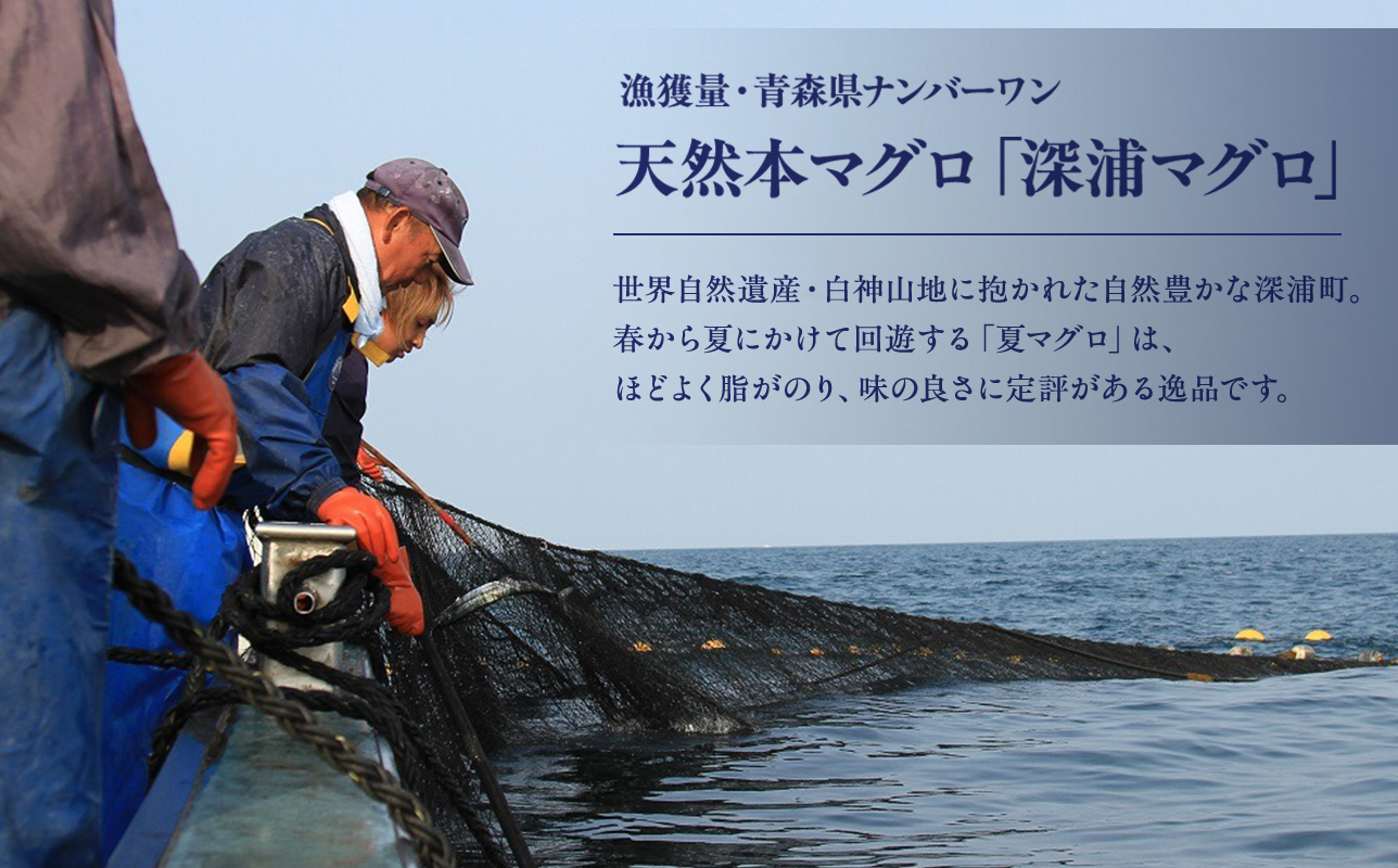 青森県深浦町産 天然本マグロ 中トロ 600g 200g×3 冷凍柵 深浦マグロ 刺身 海鮮 鮪 まぐろ【fu-0015-016_12】