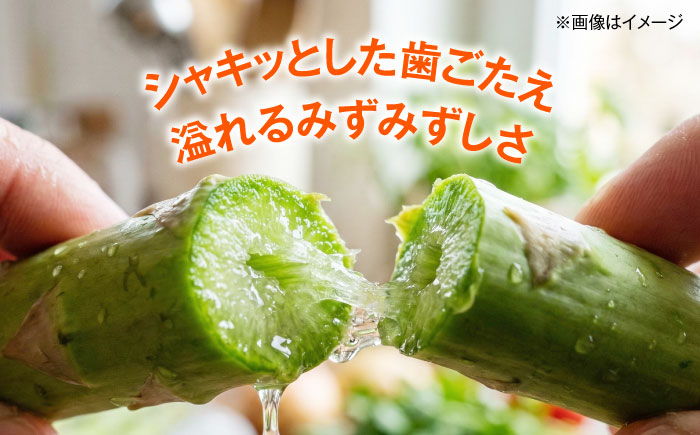 【2026年5月下旬以降順次発送】 グリーンアスパラ 2kg  |  アスパラ アスパラガス 野菜 やさい 北海道 産地直送 |  道の駅 真狩フラワーセンター [BPAM018]