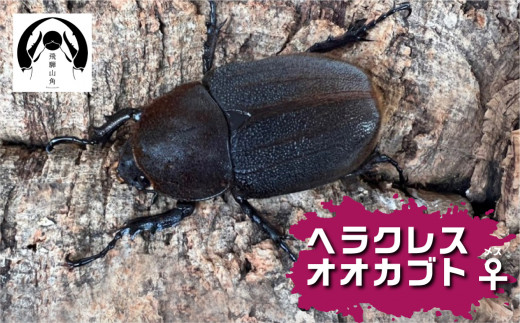 昆虫の王様 ヘラクレスオオカブトのメス ♀ カブトムシ 大型 ブリード Manoa系