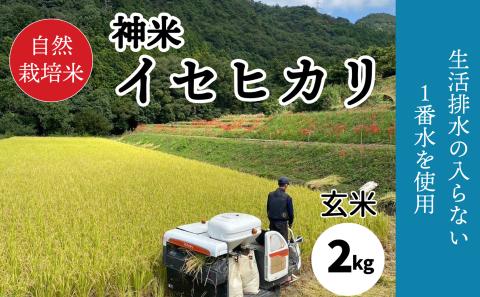 【2023年収穫米 玄米】自然栽培米 "神米" イセヒカリ 2キロ 玄米