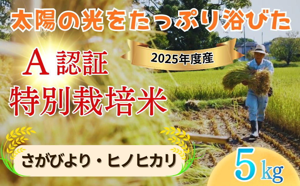 
                  【玄米・白米】「佐賀県特別栽培農産物」A分類（化学合成農薬：不使用 化学肥料：不使用）認定「さがびより/ ヒノヒカリ」5キロ｜種まきの会（大隈義昭さん＆秋山学さん）無垢米｜九州 佐賀県吉野ケ里町産｜化学農薬使用せず・化学肥料使用せず｜佐賀県特別栽培農産物「A」認定
                