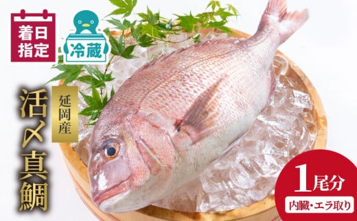 延岡産活〆鮮魚　職人技の脱血鮮魚　真鯛　N019-YA758