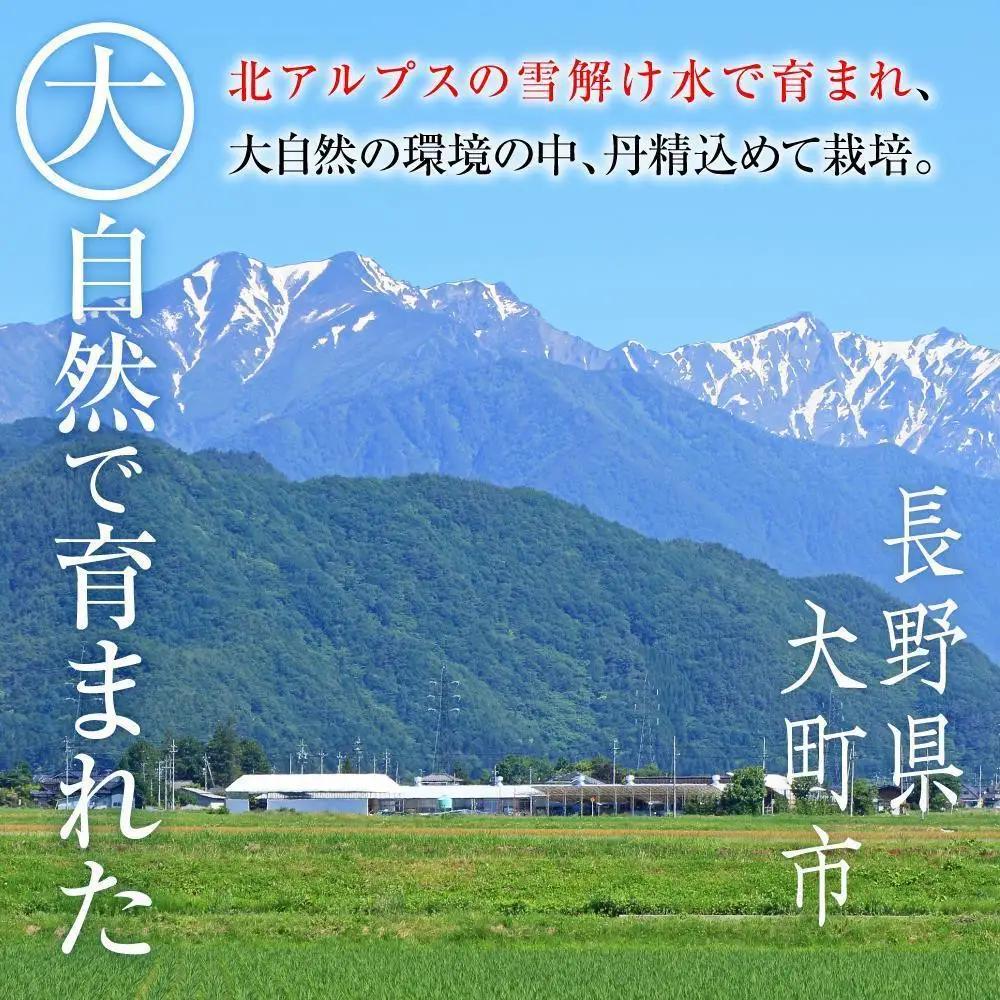 累計注文数1000件突破！2026　ナガノパープル　【訳あり粒抜け等】　房複数　約1kg弱　長野県産  【10月初旬頃～順次発送予定】国際特許有機肥料栽培