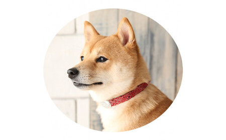 【Size31cm】ザオラル・リカバリーαバンド RD/SI｜横浜市 高機能バンド ペット用アクセサリー