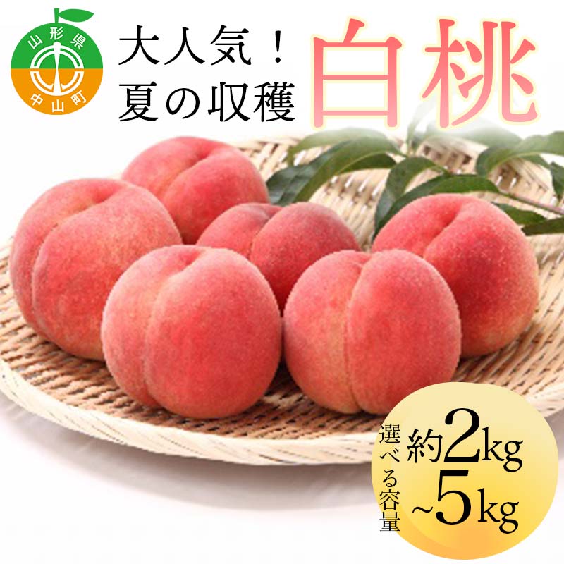【ふるさと納税】 ＼選べる容量／《2026年先行予約》 山形県産 大人気！ 夏の収穫 白桃 約2kg 約3kg 約5kg 桃 もも フルーツ くだもの 山形県 中山町 F4A-0423var