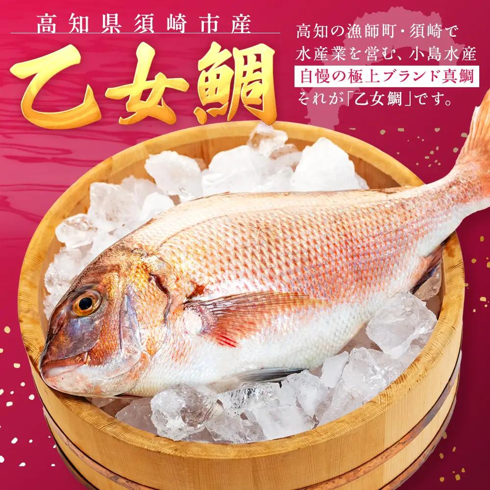 乙女 鯛 1尾 ロイン 原魚 約 900g ～ 約 1kg 高知県 須崎市 ks047
