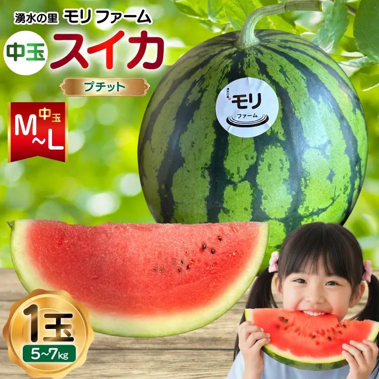 AJ459 【令和9年度出荷分】 湧水の里 モリファーム 中玉スイカ プチット M～L 5～7kg 1玉
