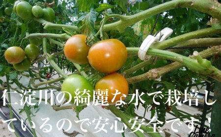 高知県高知市産 贅沢フルーツトマト 約2kg　＜2024年2月から発送＞