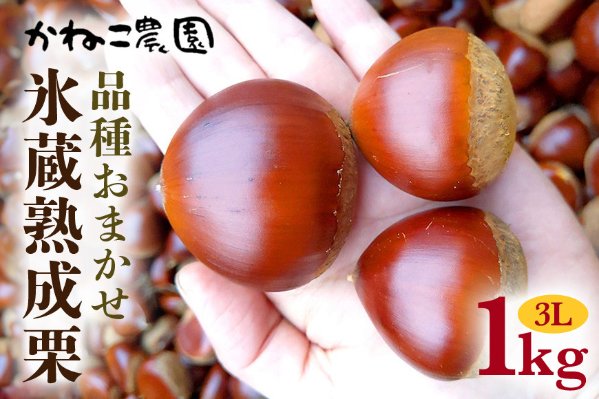 
                  笠間の栗・かねこ農園の氷蔵熟成栗 品種おまかせ1kg（3L） 栗 クリ くり 生栗 茨城県 笠間市
                