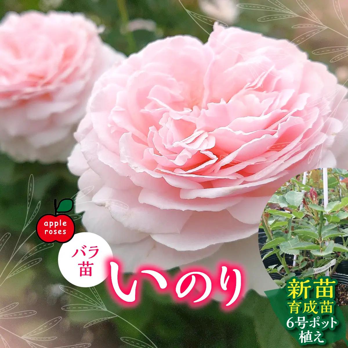 【Apple Roses】バラ苗『いのり』新苗育成苗6号ポット植え HNNH047