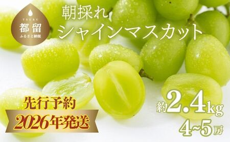 【2026年先行予約】　シャインマスカット約2.4kg（4~5房）｜シャインマスカット シャイン マスカット ブドウ ぶどう 葡萄 先行」 先行予約 山梨 