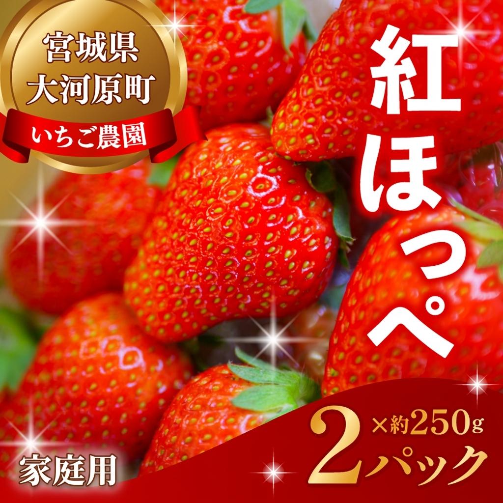 【2027年度先行予約】大河原町のいちご 完熟いちご 2パック 果物 フルーツ 苺 紅ほっぺ かおり みずみずしい ジューシー 期間限定 季節限定 家庭用