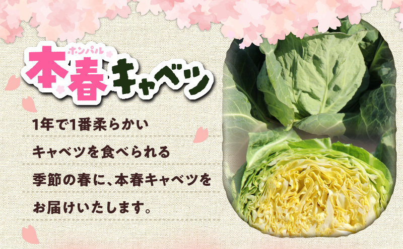 甘ーくてふわふわ柔らかな三浦の本春（ホンパル）キャベツ 8玉セット！　M109-001