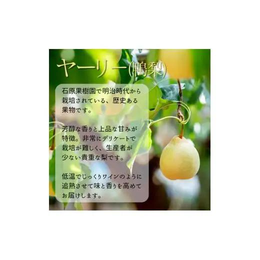 詰め合わせ 4㎏ 贈答箱 赤秀 あたご梨2～3玉・ヤーリー(鴨梨)3～7玉 【先行予約 2026年11月中旬から順次発送】