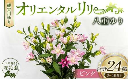 ユリ専門＜深花園＞観賞用ゆり オリエンタルリリー 八重ゆり ピンク 3～4輪8本 F23R-514