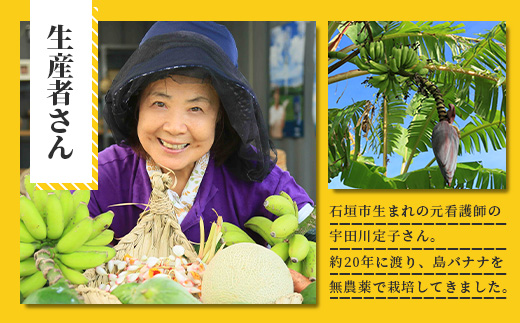 希少！特許製法で作るシリカ水で栽培する特別な「島バナナ」【ふるさと納税 沖縄県石垣市 沖縄 石垣市 石垣島 希少 無農薬 バナナ ばなな 離島のいいもの 沖縄いいもの石垣島 】OI-6
