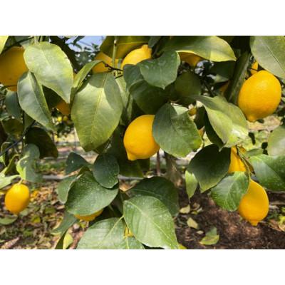 ふるさと納税 観音寺市 【2027年度】みどり認定　ハウス栽培イエローレモン　フリーサイズ(S〜L)　約2.3kg |  | 01