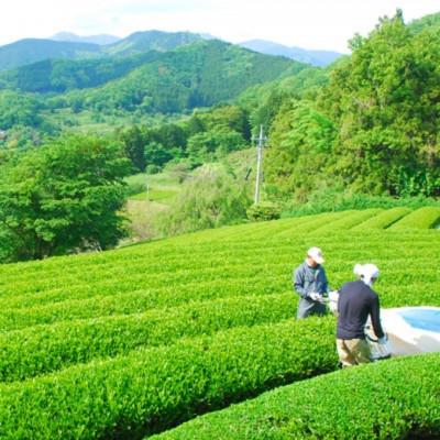 ふるさと納税 藤沢市 「丹沢大山茶(金)80g　水を守るお茶100g×2袋」オリジナル茶さじ1本付き詰め合わせ |  | 01