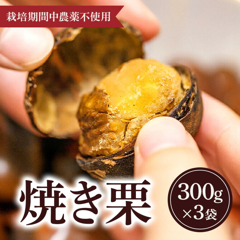 【ふるさと納税】冷凍 焼き栗 3袋 （果じゅまる園）栗 くり クリ M L サイズ 焼栗 農薬不使用 殺虫剤不使用 国産 和栗 甘栗 果物 フルーツ くだもの 秋 旬 10月 11月 12月 発送 産地直送 農家直送 産直 甘い 茨城県 石岡市 (A18-006)