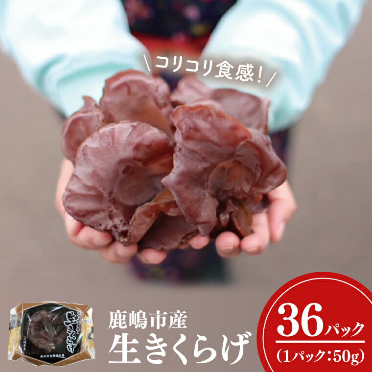 【ふるさと納税】コリコリ食感！生きくらげ 50g×36パック 合計1.8kg きのこ きくらげ 茸 木耳 冷蔵 茨城県産 国産 送料無料（KL-3）
