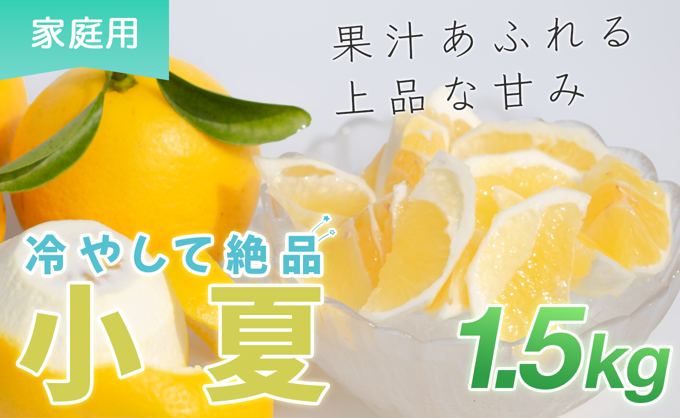 小夏 1.5kg 家庭用 日向夏 ニューサマーオレンジ 柑橘 みかん ノーワックス こなつ くだもの 果物 産直 旬の果物 お取り寄せ 産地直送 フルーツ 爽やか スッキリ 甘い 高知県 大月町産 コーラルフルーツ農場