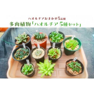 ふるさと納税 南房総市 多肉植物「ハオルチア 5種セット」 mi0034-0003