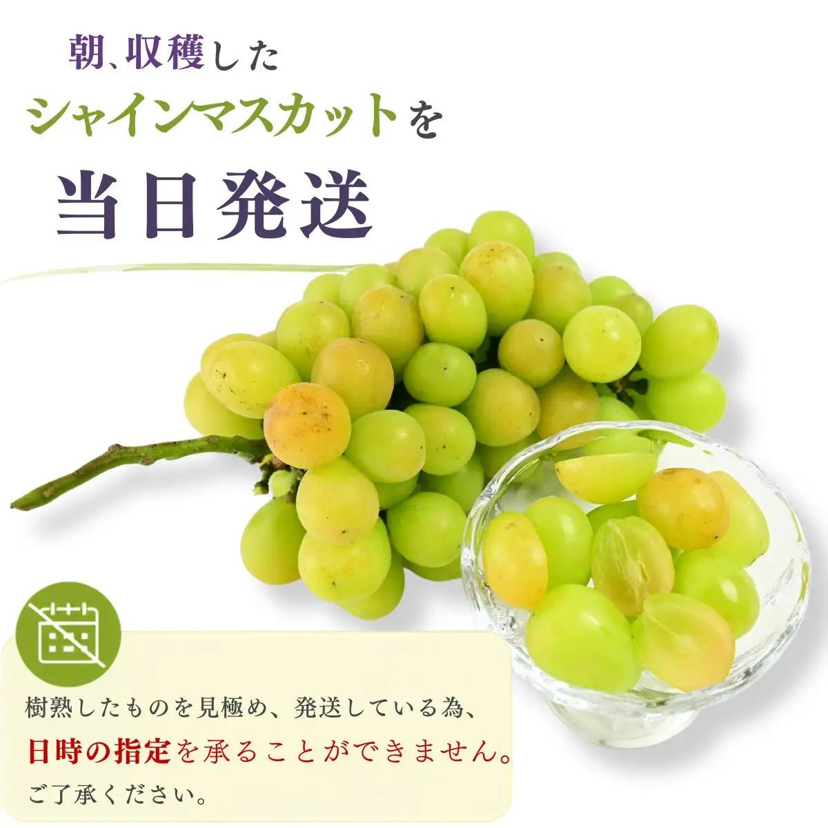 【農家直送（収穫日に発送）】訳アリ シャインマスカット 1.3kg (2房) 訳あり