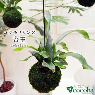 ふるさと納税 糸島市 吊るして オシャレ 『コウモリラン 苔玉』 糸島市/cocoha 観葉植物 室内[AWB004]