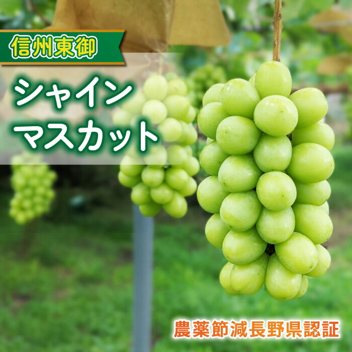 【ふるさと納税】【先行受付2025年発送】シャインマスカット贈答化粧箱入　農薬節減長野県認証｜東御こもだ果樹園　※2025年9月下旬～10月中に発送予定