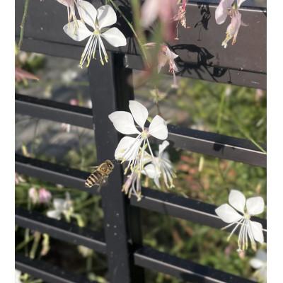 ふるさと納税 長野県 アカシアはちみつ(小)185g+日本ミツバチ百花はちみつ(小)177g　2本組合せ |  | 02