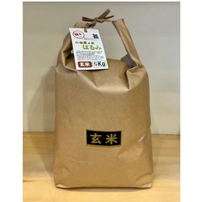 ふるさと納税 小田原市 令和7年産 小田原の米「はるみ」玄米 15kg(5kg×3袋)