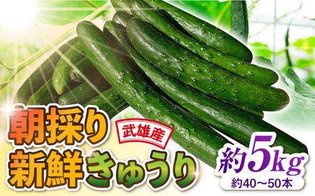 新鮮きゅうり 約5kg /株式会社 y's company（utsu和ya）[UDX002]きゅうり
