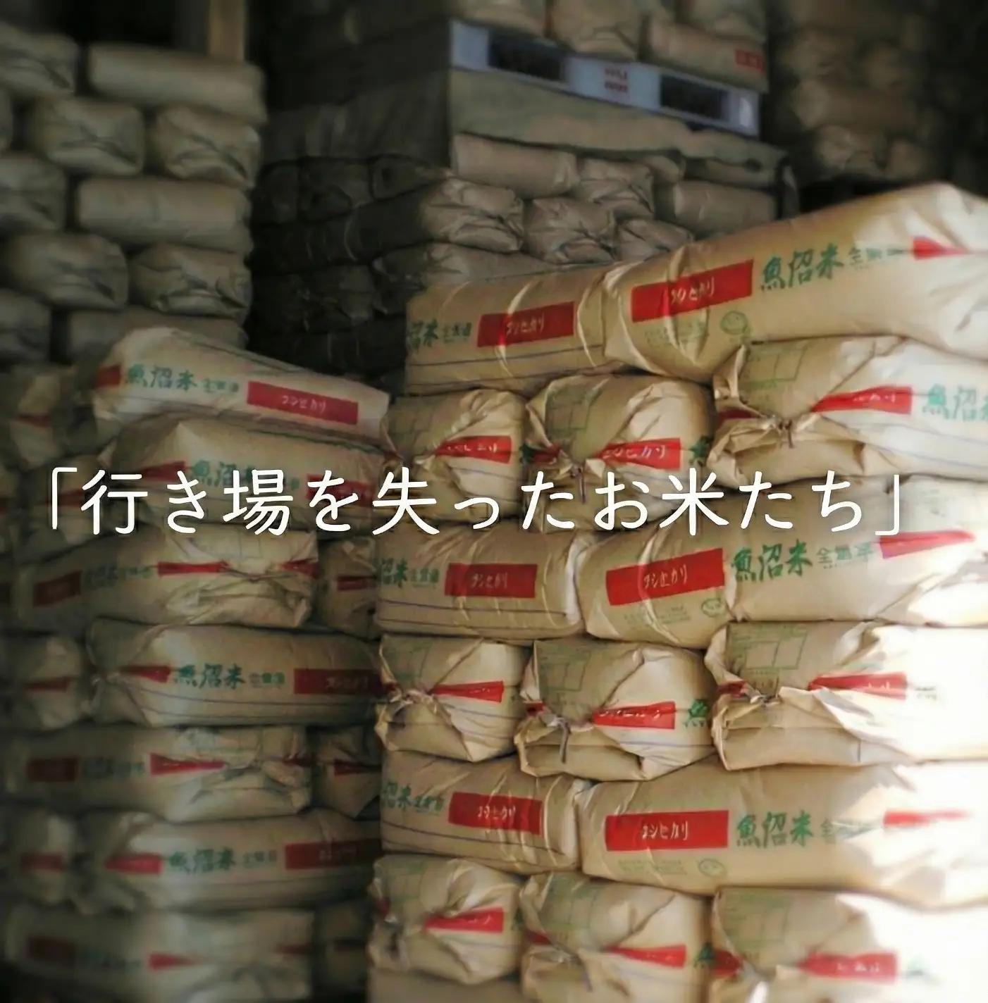 【令和7年】南魚沼産コシヒカリ　精米10kg　訳あり　| 訳あり