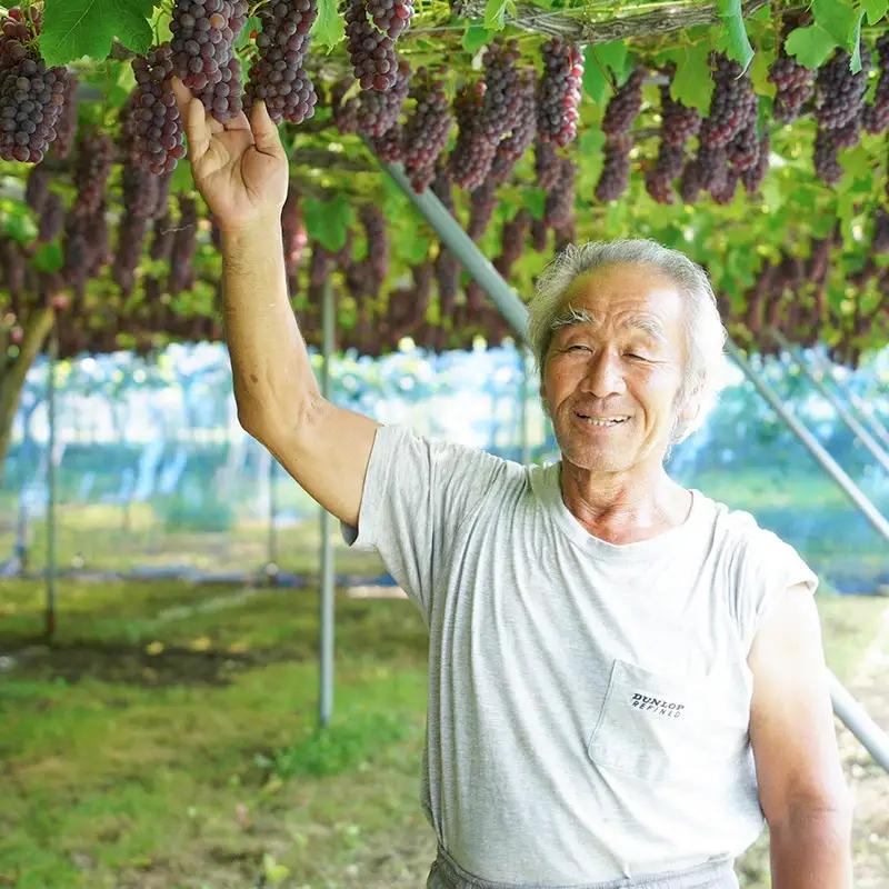 【令和8年産先行予約】 シャインマスカット・ピオーネ (各2房ずつ) 約2kg　佐藤農園