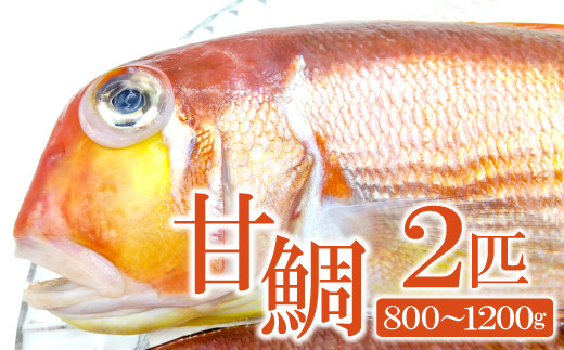 甘鯛(2匹)　800ｇ～1.2㎏【甘鯛 鯛 タイ 2匹 800g～1200g 白身魚 高級 煮つけ 焼き魚 鮮魚 魚介類 食材 食品 グジ 新鮮 旬 魚 10月頃～2月頃発送】