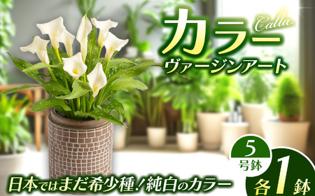 観賞用 花 カラー (5号) ヴァージンアート | 栃木県 下野市