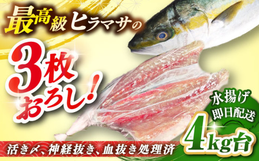 壱岐島産天然ヒラマサ（4キロ台・三枚おろし） 《壱岐市》【壱岐島　玄海屋】[JBS077] ヒラマサ 魚 刺身 煮物 カルパッチョ お寿司     70000 70000円 7万円