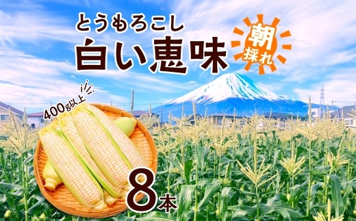とうもろこし 白い恵味 ホワイト 400g以上×8本 高糖度 トウモロコシ スイートコーン 玉蜀黍 コーン 白 夏野菜 ジューシー 野菜 おやつ 甘い 旬 産地直送 送料無料 湖南野菜出荷組合 山梨県 富士河口湖町 FEM006
